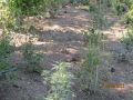Juin2012 089.jpg